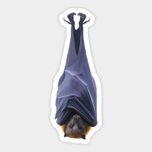 Flying fox bat illustration. Australian fruit bat art work. Realistic bat art. Unique gift Sticker